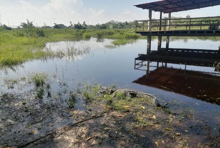 En Brasil, Secma presenta proyecto de cocodrilario ecoturístico en Lázaro Cárdenas