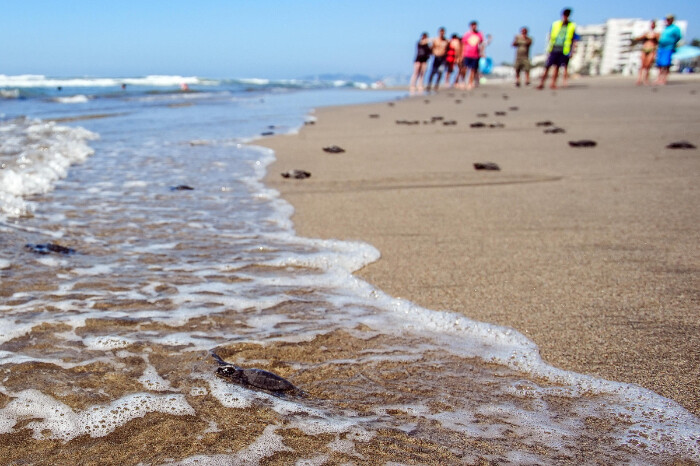 En festival internacional, liberan 750 tortugas en peligro de extinción en Acapulco