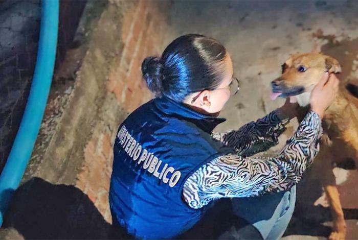 En Lomas de Guayangareo, Morelia, rescata FGE a tres ejemplares caninos víctimas de maltrato animal