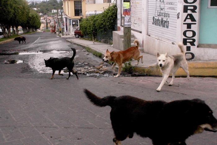 En México hay 18 millones de perros abandonados: primer lugar en América Latina