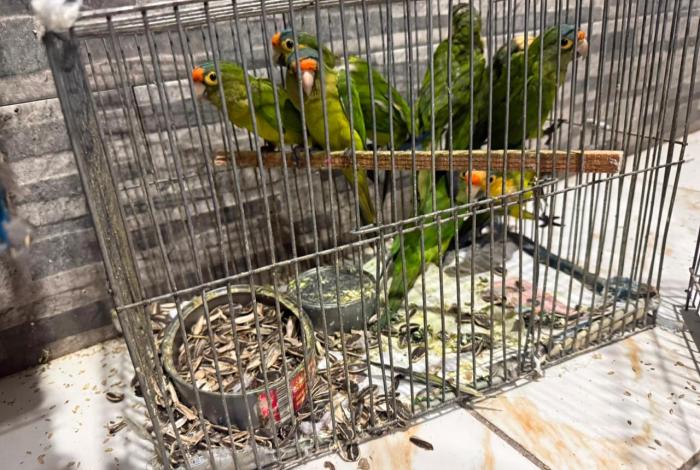 En Pátzcuaro, FGE ejecuta cateo y rescata a 83 aves víctimas de maltrato y tráfico ilegal de fauna