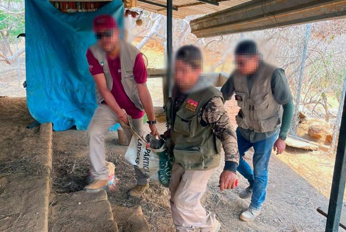 En recuperación, venados cola blanca rescatados