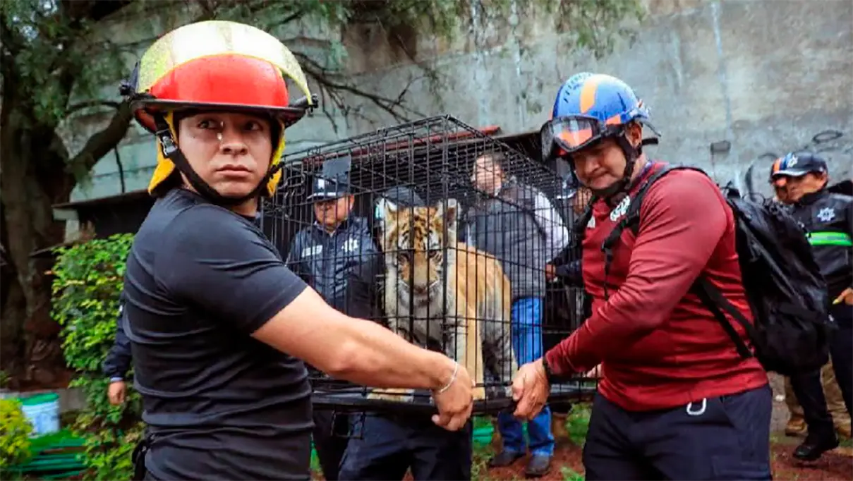 Encuentran cachorro de tigre en taquería de Naucalpan; autoridades investigan posible tráfico de fauna