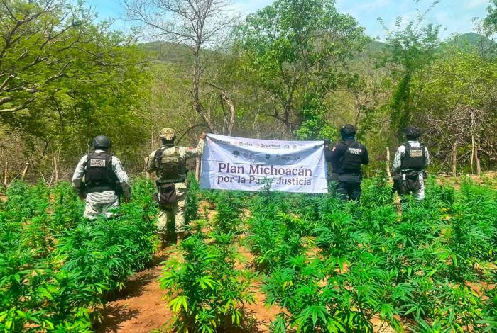 Encuentran y destruyen cinco plantíos de mar1huana en Huetamo