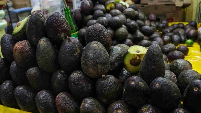 Entre 1 y 3 de julio se reanuda exportación de aguacate michoacano a Estados Unidos