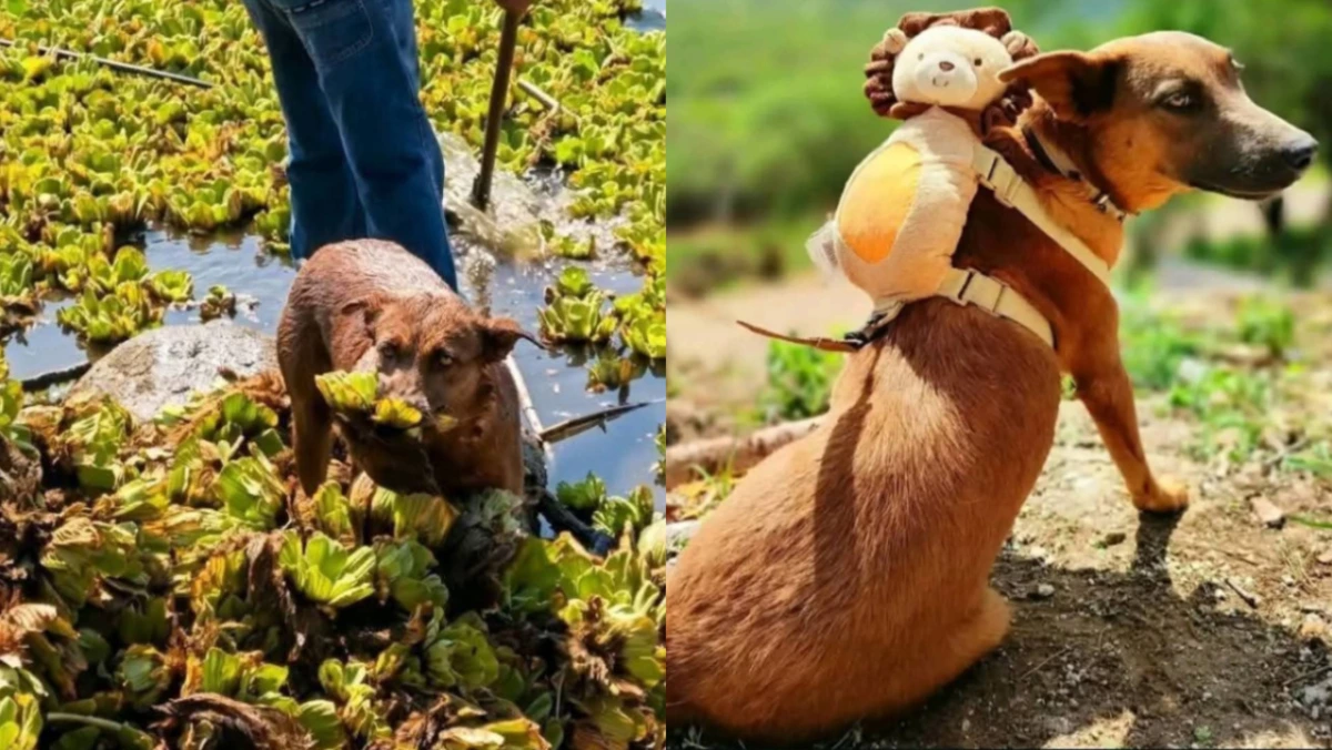 Envenenan a “Beni”, perrita que ayudaba a limpiar la presa Yosocuta