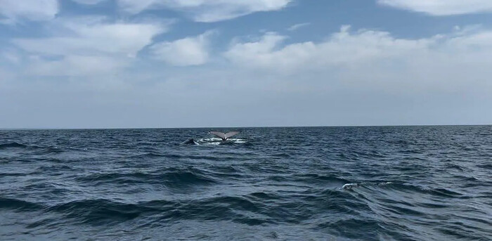 ¡Espectacular! Llegan ballenas a costas de Michoacán