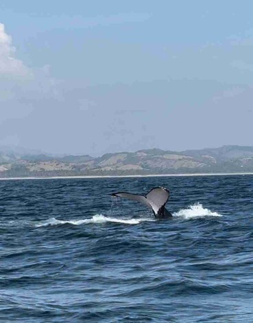 ¡Espectacular! Llegan ballenas a costas de Michoacán