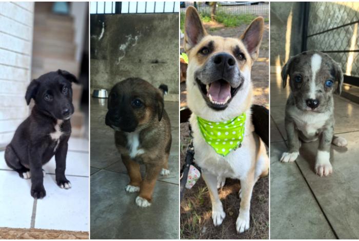 Este 11 de enero, en el Parque 150 de Morelia será la primera feria de adopción del año