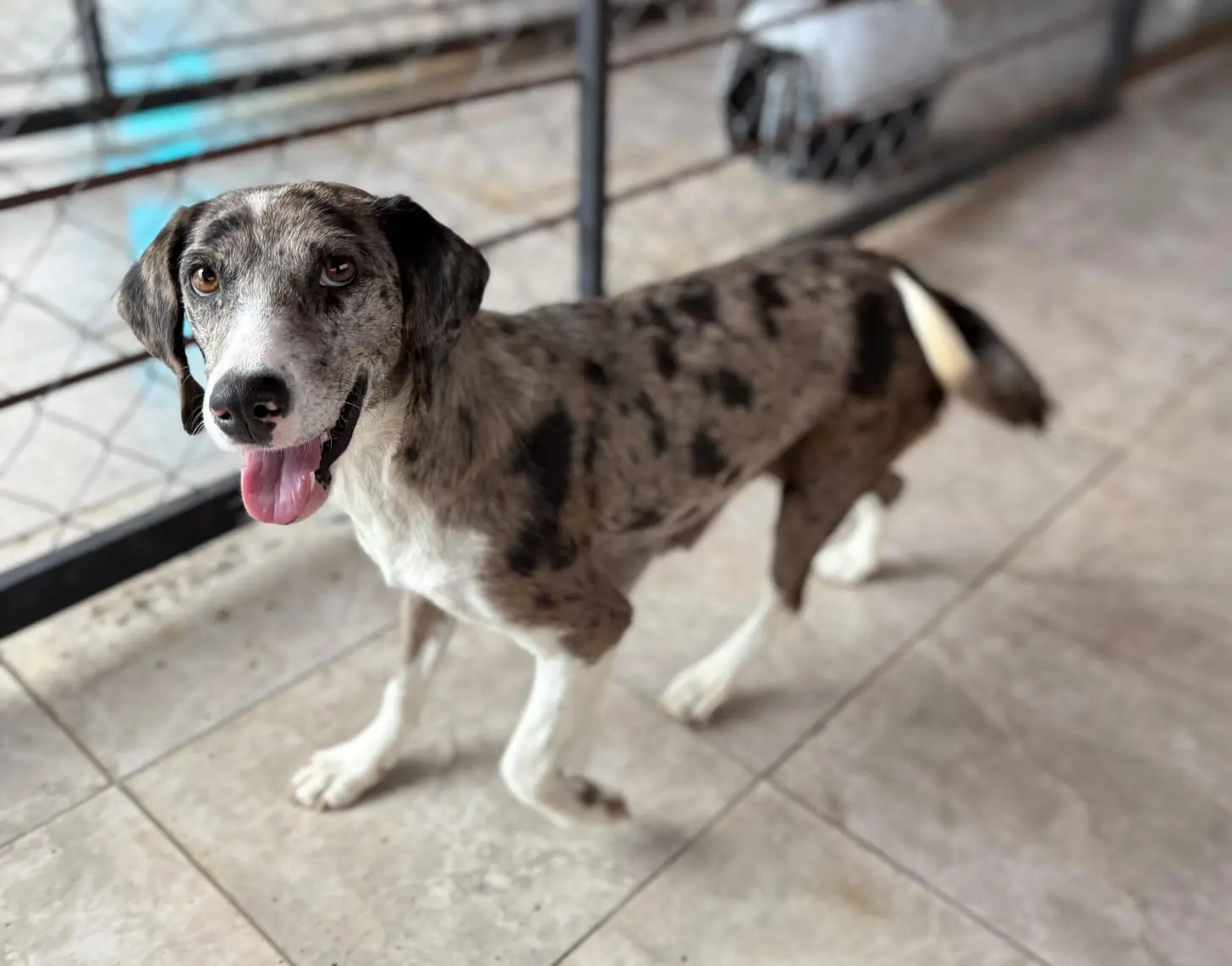 Este domingo 11 de enero, se llevará a cabo Feria de Adopción