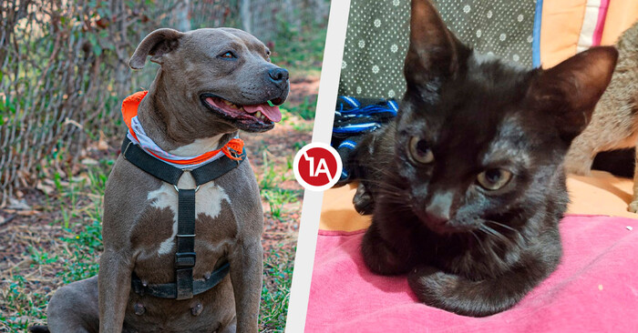 Este domingo, dales una segunda oportunidad a perros y gatos