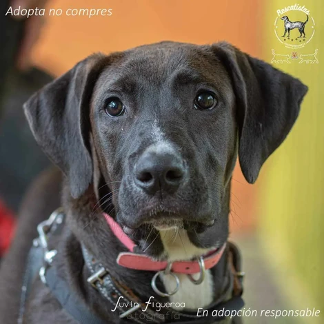 Este domingo feria de adopción en Morelia: una segunda oportunidad para perros y gatos