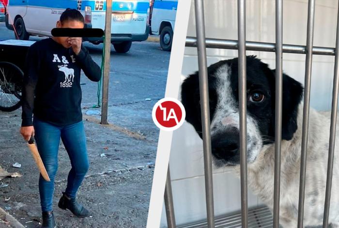 Este martes, primer juicio por crueldad animal en Zitácuaro: el caso de “Huesitos”