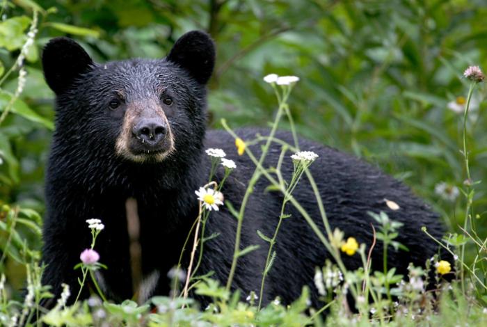 Estudiantes de una universidad en Nueva York cazan a un oso y lo desuellan en el campus