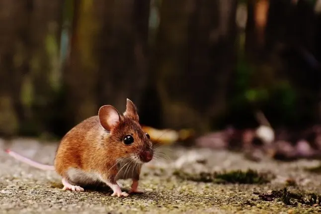 Estudio revela que pequeños ratones comparten mutación ligada al lenguaje humano