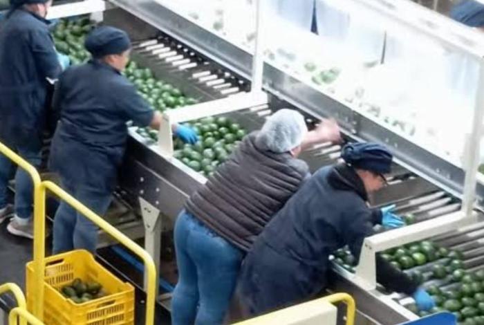EU reanuda parcialmente actividades en Michoacán