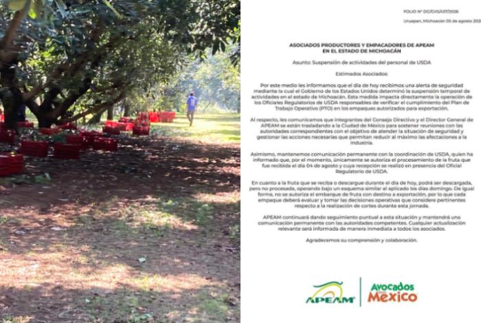 EUA suspende embarques de aguacate en Michoacán; APEAM viaja a CDMX para sostener reuniones