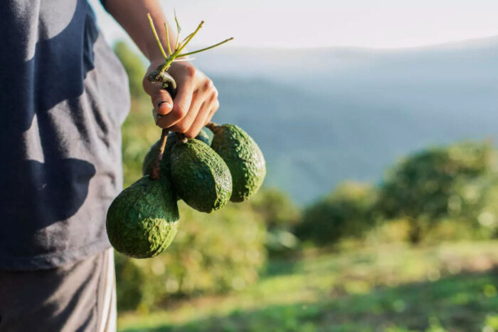 EUA y Pakistán siguen comprando aguacate “ilegal”; demandan a empresas que etiquetan que es sostenible