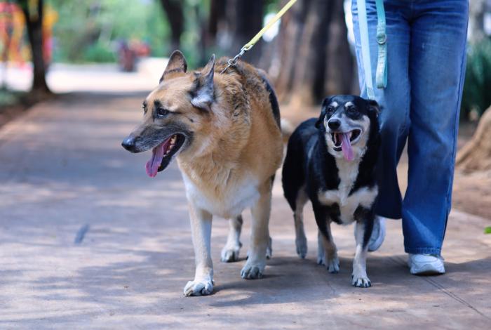 Eutanasia no soluciona sobrepoblación de lomitos y michis: Impa