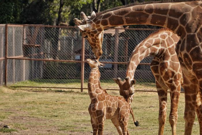 Evolucionará el parque zoológico Benito Juárez a reserva natural