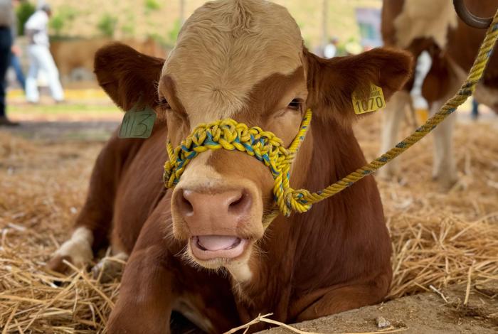 Exhiben 150 sementales y vaquillas en la Expo Feria Ganadera de Michoacán
