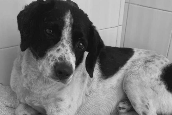 Exigen justicia para ‘Huesitos’, lomito atacado a machetazos en Zitácuaro