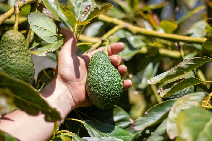 Existe certeza para la exportación de aguacate michoacano: Bedolla