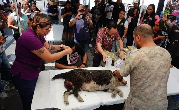 Explota vivienda con 8 perritos dentro y muere uno de sus dueños