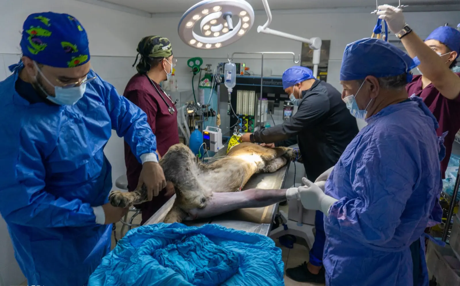 Fallece puma rescatado por Zoológico de Morelia y Profepa en Pátzcuaro