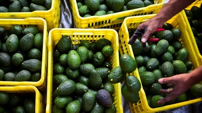 Federales buscan a sujetos que robaron tractocamión con 20 toneladas de aguacate