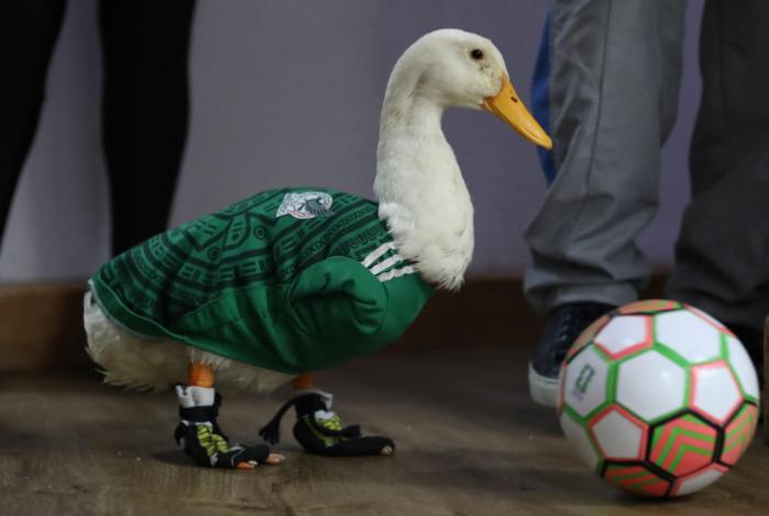 Felipe Calderón pide a la FIFA “mocharse” con la familia del pato Merlín, viral en el Mundial