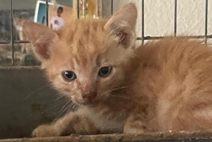 Feria de adopción de la Casita de Frijol: amor peludo en su máxima expresión