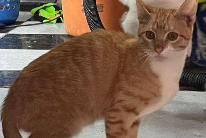 Feria de adopción el domingo, en la Universidad Nova España