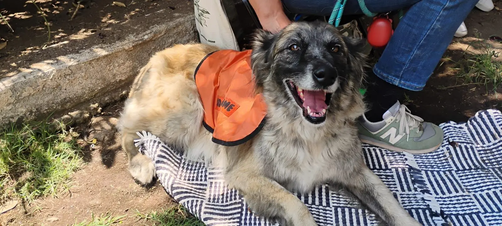 Feria de Adopción Meraki celebrará el Día del Niño con lomitos y michis en busca de hogar