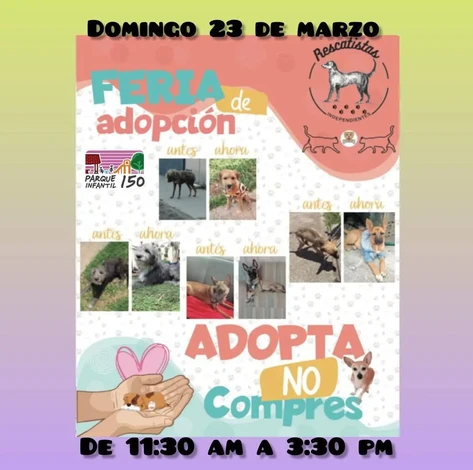 Feria de Adopción: Un hogar para ellos, una familia para ti”, anuncia Rescatistas Independientes