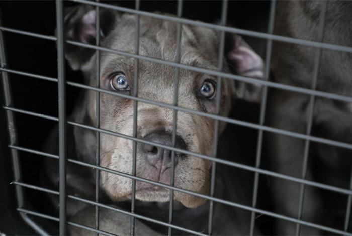 FGE investiga venta ilegal de caninos en Morelia, tras rescate de 8 cachorros Cane Corso; hay una pareja detenida