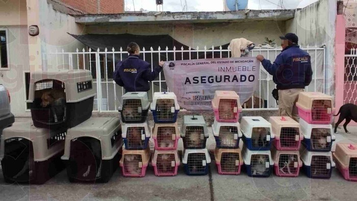 FGE rescata 29 perritos maltratados en La Piedad