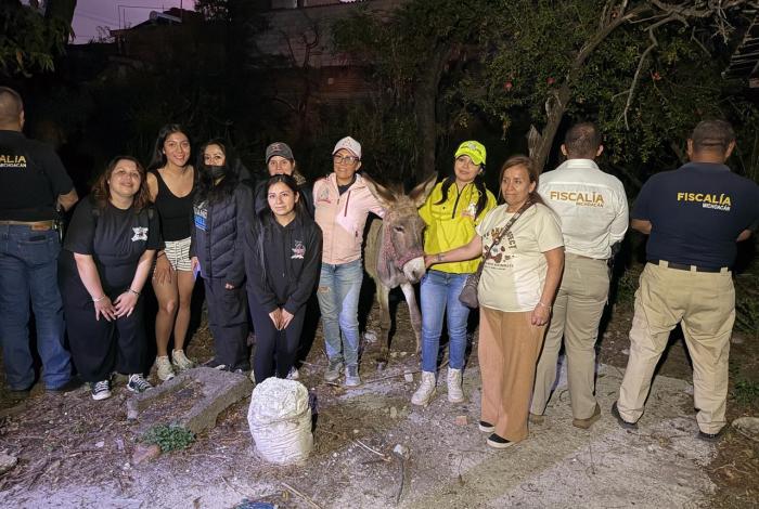 FGE rescata a burrito víctima de maltrato animal en Hidalgo; la acción fue coordinada con asociaciones civiles