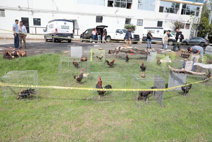 FGE rescata gallos de pelea, gallinas y pollos en Lagunillas; aseguran vehículos y droga