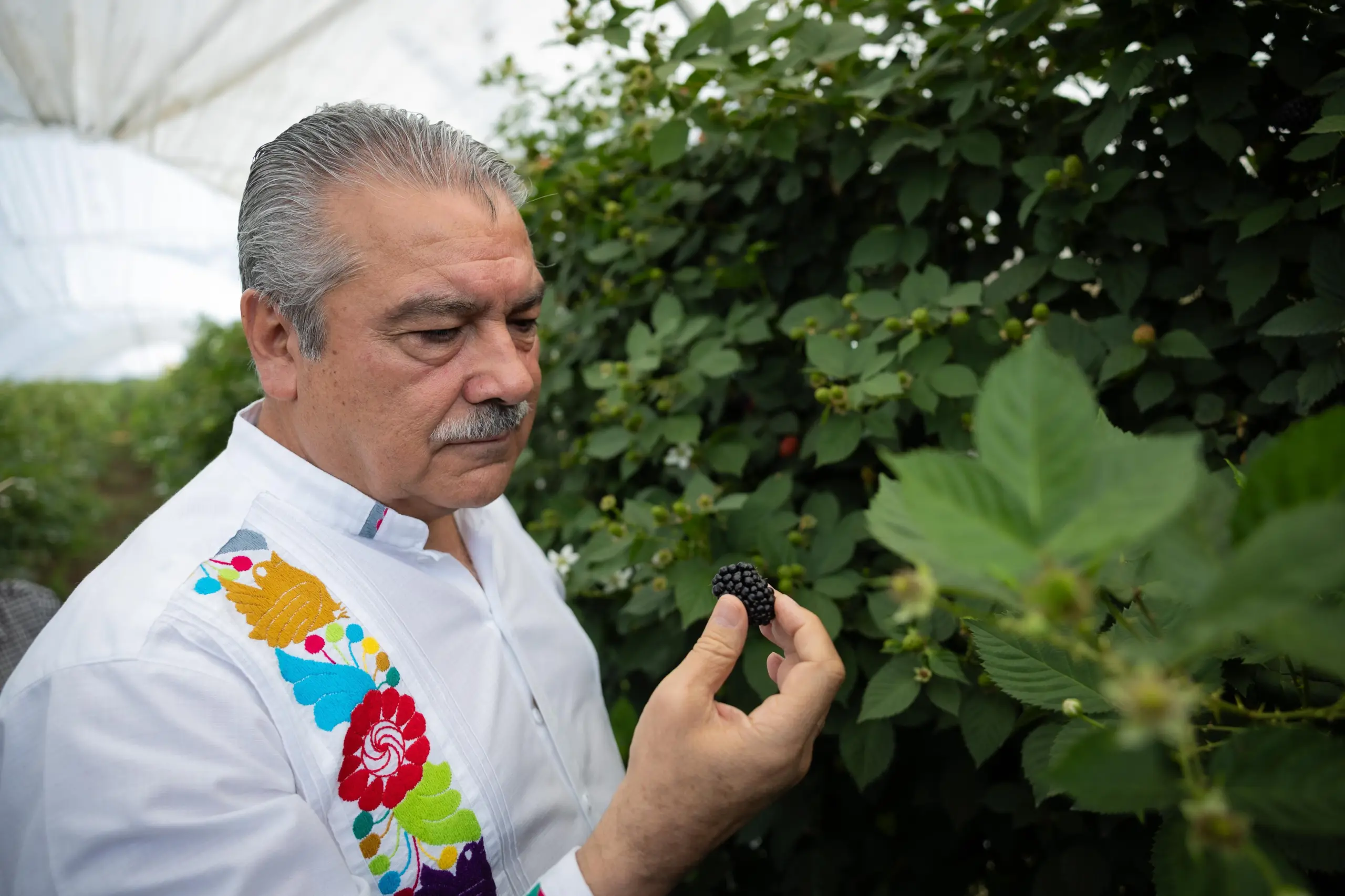 Firme Morón en su compromiso por impulsar el campo michoacano