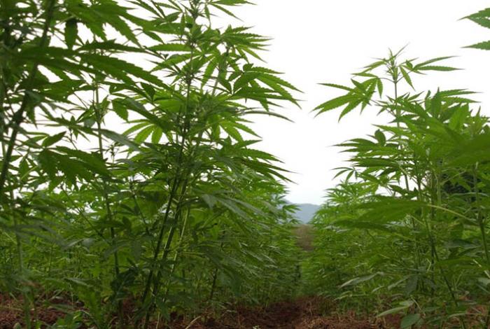 Fiscalía asegura 80 kilos de marihuana y destruye plantío en el estado de Jalisco