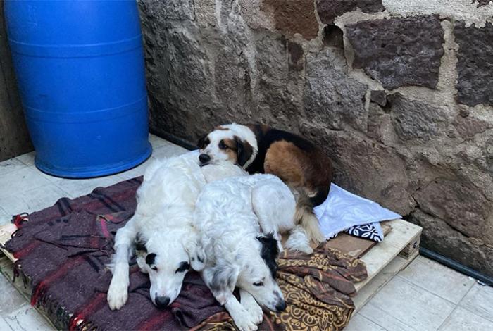 Fiscalía General del Estado de Michoacán fortalece acciones en materia de protección animal durante 2025