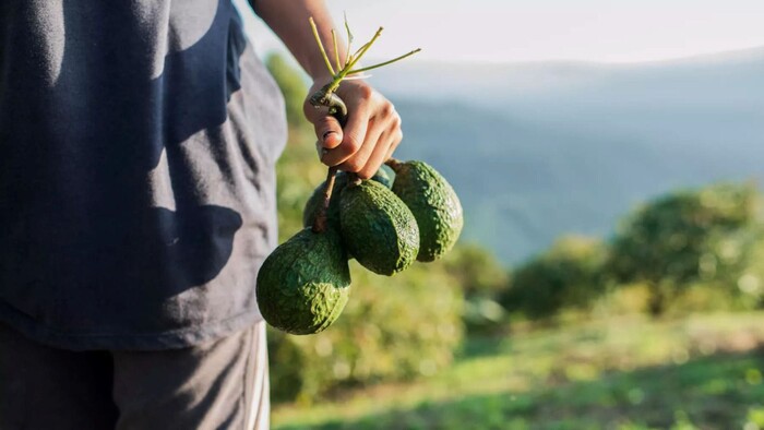 #Fotos | Certificación de aguacate, necesaria para distinguir a productores responsables: Secma