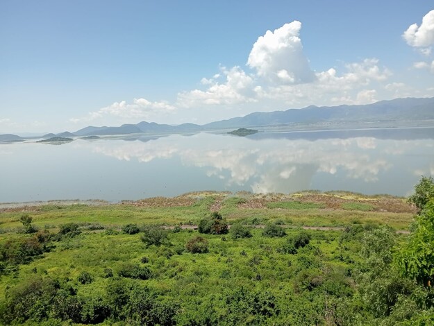 #Fotos | Compesca sembrará 200 mil crías de tilapia en el lago de Cuitzeo