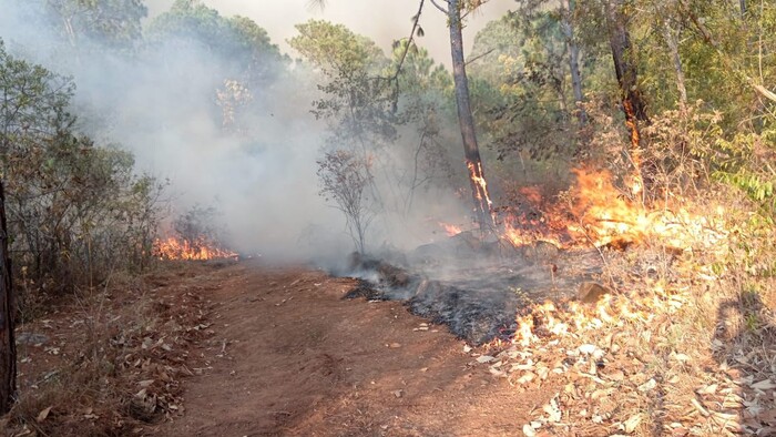 Fuerte incendio amenaza bosque en San José de las Cañas