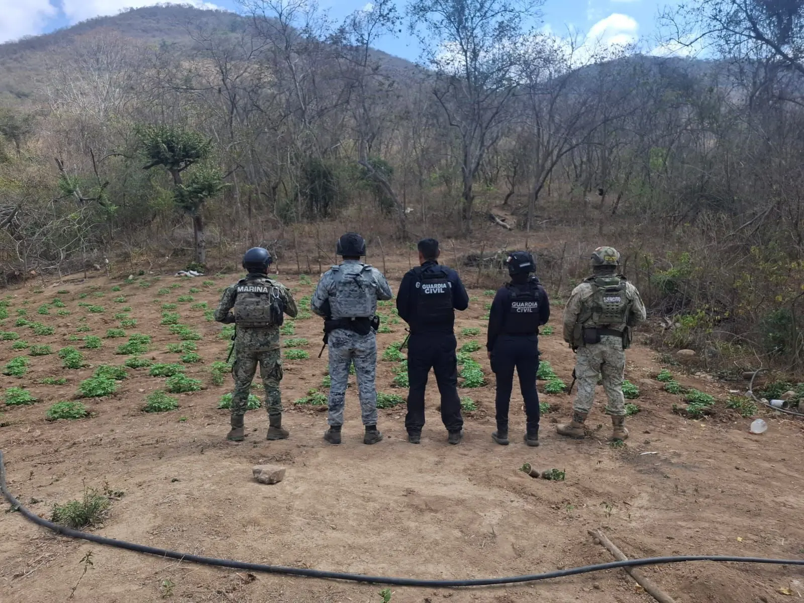 Fuerzas estatales y federales destruyen sembradío de marihuana en Arteaga