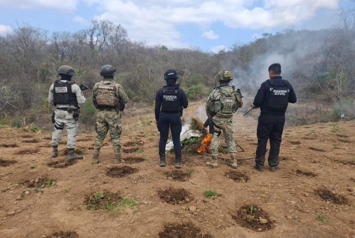 Fuerzas estatales y federales destruyen sembradío de marihuana en Arteaga