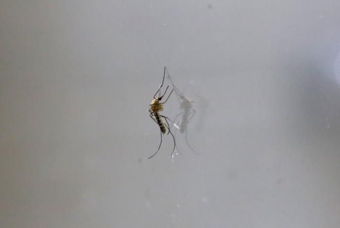 Fumigación no es suficiente contra el dengue: SSM