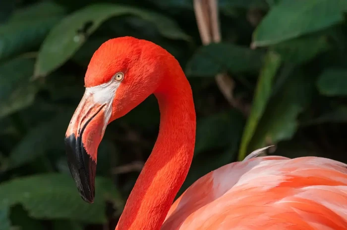 Fundaciones mexicanas se unen para conservación de flamencos en Yucatán