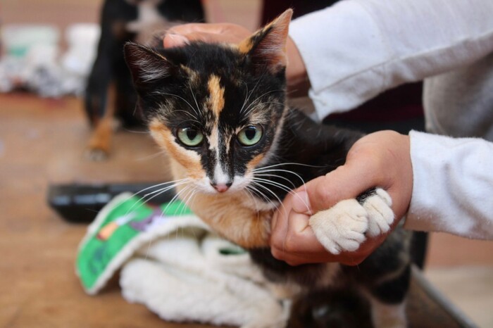 #Galería | Adopta y apoya al rescate de perritos en la Feria de Adopción de Ceconexpo este domingo